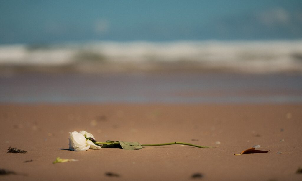 A white rose lies on a sandy beach with a blurred ocean background, under a clear sky.