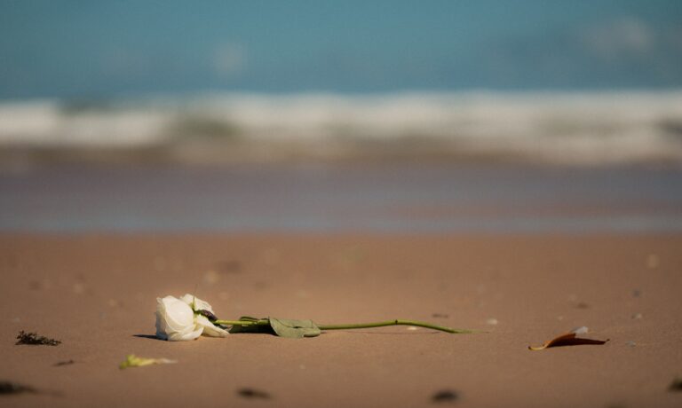 A white rose lies on a sandy beach with a blurred ocean background, under a clear sky.